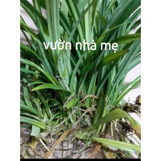 Cây lá dứa ( lá nếp ) link rễ trần