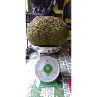 CÂY GIỐNG MÍT DAI MẬT ỐNG ( CHUẨN GIỐNG CÂY GHÉP)