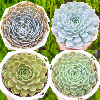 Sen đá cỡ lớn 13-15cm - vườn sen đá