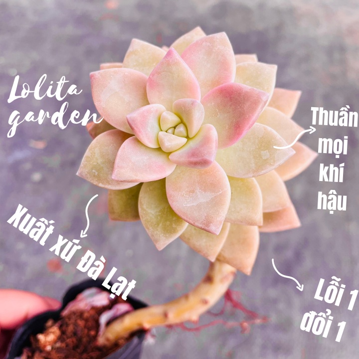 SEN ĐÁ PINK GEM CỔ THỤ SIZE BÉ, HÀNG ĐÀ LẠT, SIÊU XINH SIÊU KHỎE, LỖI 1 ĐỔI 1