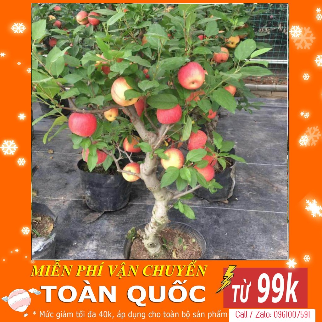 Hạt Giống Táo Đỏ Lùn - 10 Hạt [ Tặng Kèm 1 Viên Nén Xơ Dừa ]