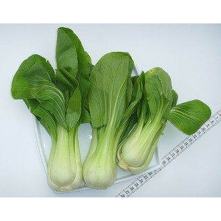 Hạt giống rau Cải chíp