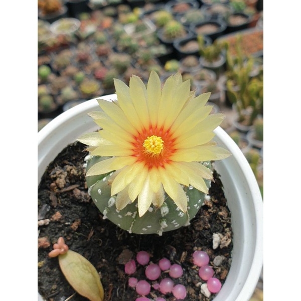 Combo 10 bé xương rồng asterias hoa vàng size 2cm+