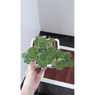 Sen thơm( nhất mạt hương)