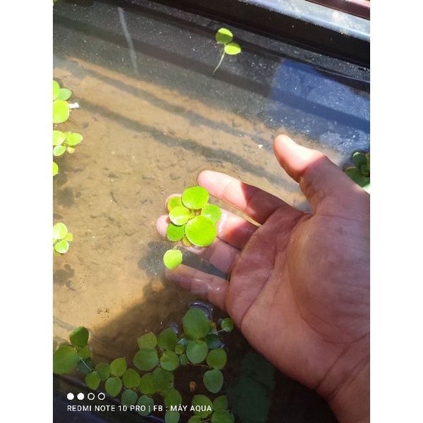 Bèo Nhật lá to trang trí bể cá cực đẹp