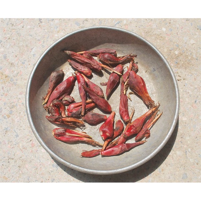 Sâm Đại Hành ( tỏi đỏ ) DV072