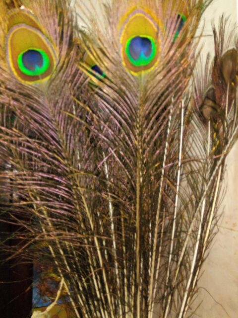 Combo 12 Lông công tự nhiên | BigBuy360 - bigbuy360.vn