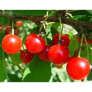 hạt giống anh đào đất Cherry