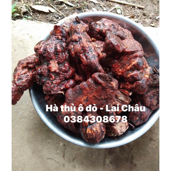 1kg HÀ THỦ Ô ĐỎ TƯƠI - HÀNG ĐẢM BẢO CHẤT LƯỢNG 100% - DƯỢC LIỆU HÀ HOÀNG