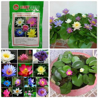 Hạt hoa súng thái mini mix dễ trồng