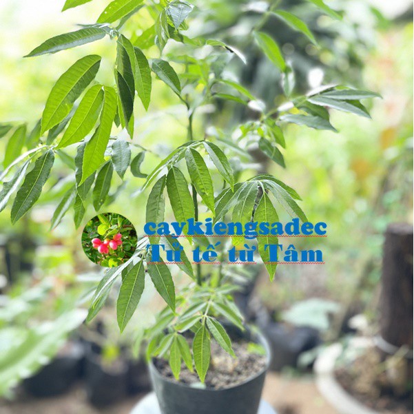 Caykiengsadec - Cây cóc Thái - tặng phân bón-hoa kiểng lá-trang trí nội thất cảnh quan sân vườn ngoài trời