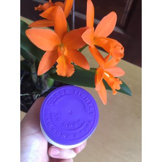 SIÊU KÍCH RỄ ROOTING POWDER