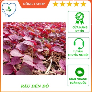 - hạt giống rau dền đỏ rạng đông rado 15