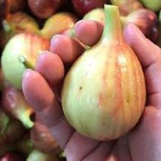 Cây sung mỹ