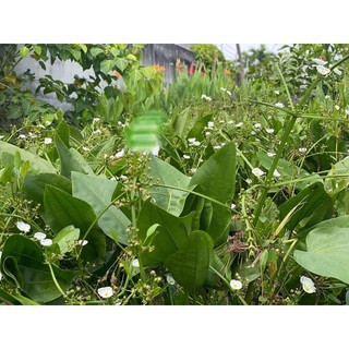 Bách thủy tiên- cây lan nước
