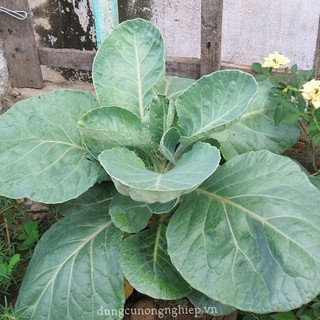 Hạt giống rau cải rổ -  cải làn - gói 20gr