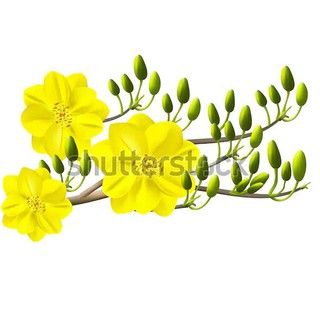 Decal dán tường cành mai vàng 5 BINBIN PK589