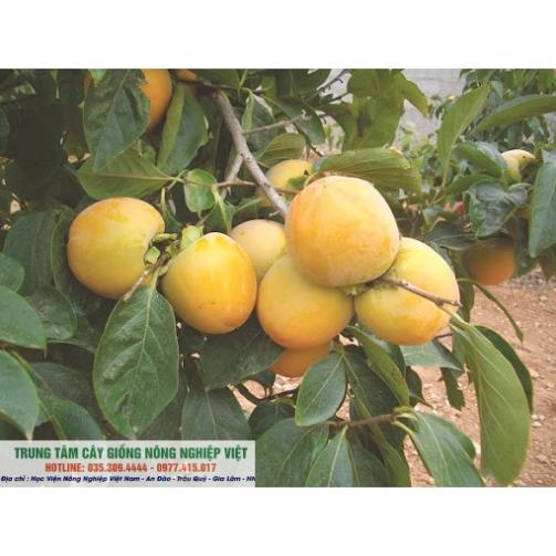 Cây Giống Hồng Không Hạt Bảo Lâm Qủa Siêu Giòn Ngọt