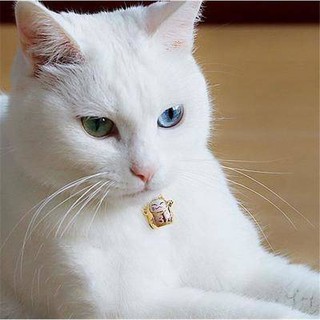 Mèo đồ trang trí mềm mềm catalog cổ áo cổ áo dễ thương im lặng cổ áo mèo cung cấp cổ áo mèo
