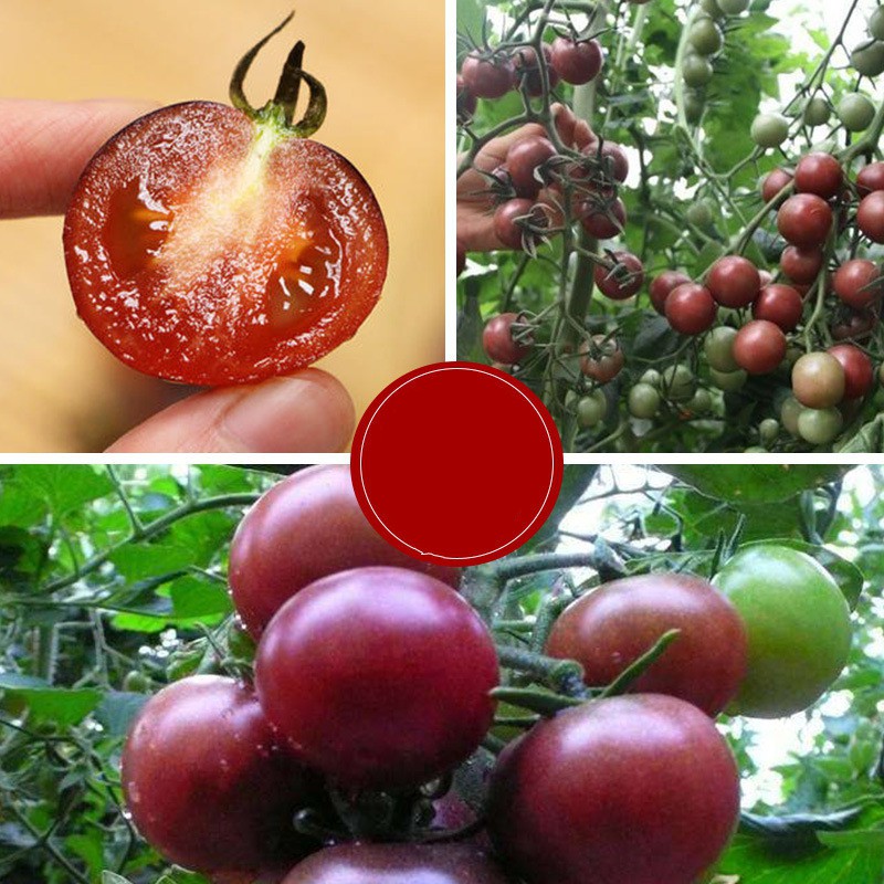 Tổng hợp hạt giống cà chua các loại phổ biến Việt Nam