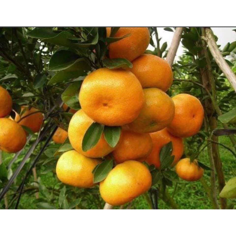 CÂY GIỐNG QUÝT NGỌT THÁI LAN KHÔNG HẠT