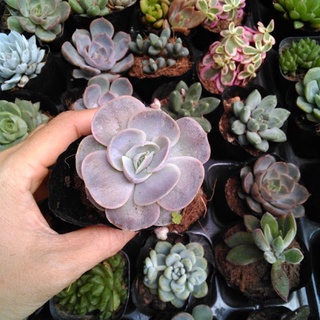 SEN ĐÁ LOLA🌵SIZE6CM🌵SEN ĐÀ LAT🌵THUẤN SỨ NÓNG🌵FREESHIP🌵1 ĐỔI 1