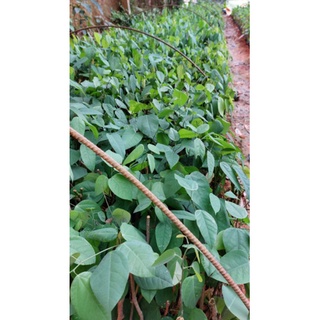 Cây giống rau bò khai