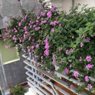 combo 2  bau Ngũ sắc rủ tím cây giống bau bát