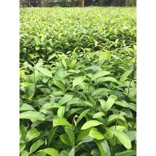 Tinh Dầu Quế Nguyên Chất