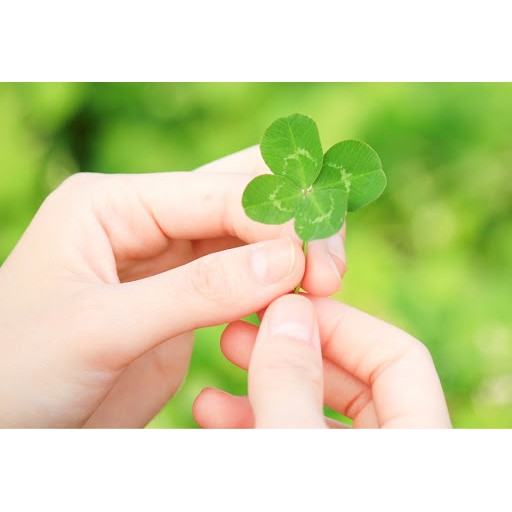 hạt giống CỎ BA LÁ , CỎ MAY MẮN, CỎ BỐN LÁ dễ trồng, chậu cây để bàn siêu đẹp