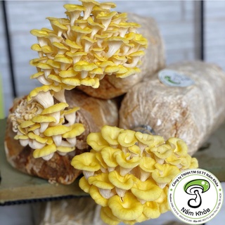 Phôi Nấm Hoàng Kim - Trồng nấm đơn giản tại nhà - Nấm Khỏe