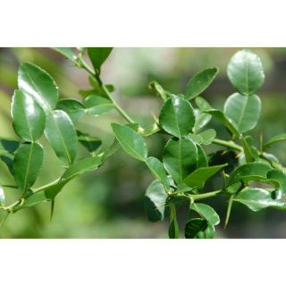 Cây chúc an giang(chanh thái)