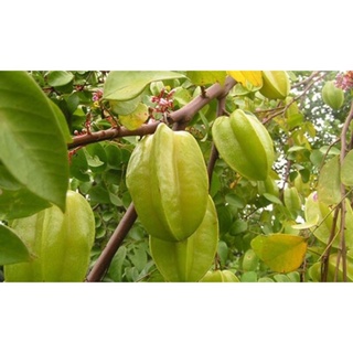 CÂY GIỐNG KHẾ NGỌT GHÉP NHANH CHO QUẢ