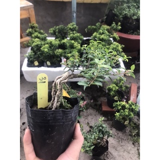 Hồng ngọc mai mini bonsai