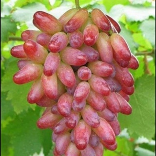 Cây Nho Giống Ngón Tay NH01 - 152 🍇MUA 5 TẶNG 1🍇Cây Nho Giống Ngón Tay ✴️Hướng Dẫn Trồng Đến Khi Cho Trái