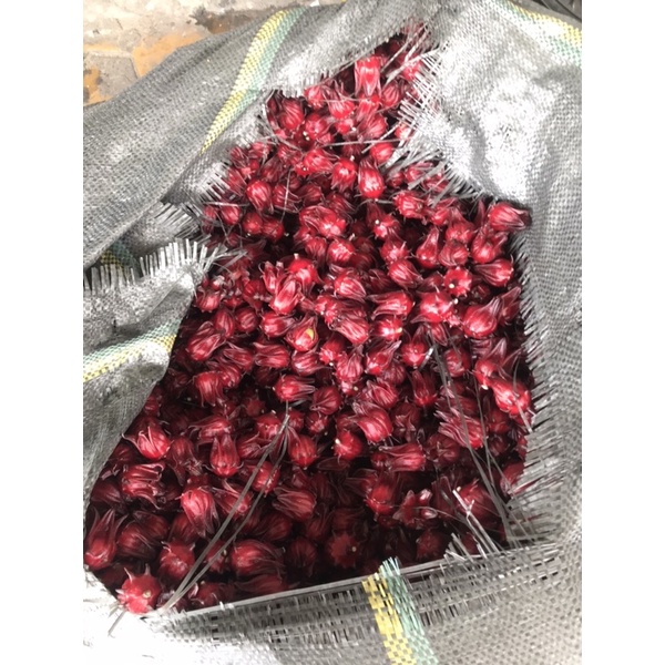 HOA ATISO , HIBICUS TÁCH HẠT