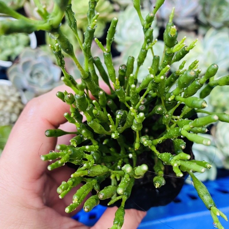 Sen đá trúc xanh siêu dễ trồng chỉ cần nắng nhẹ 🥰TẶNG 1 PHỤ KIỆN KHI MUA 2 SẢN PHẨM