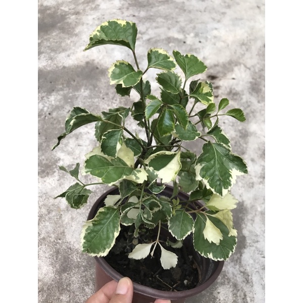 Cây Đinh lăng cẩm thạch lá lớn