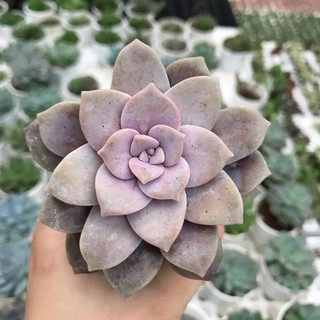 Sen Đá Dĩa Hồng | Xuất xứ Đà Lạt | Dễ trồng dễ chăm