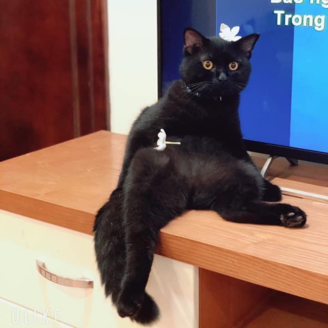 combo toquynh1992 | BigBuy360 - bigbuy360.vn