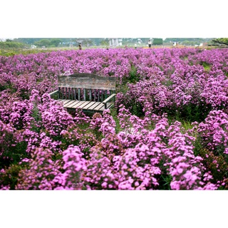 100 hạt giống hoa THẠCH THẢO TÍM