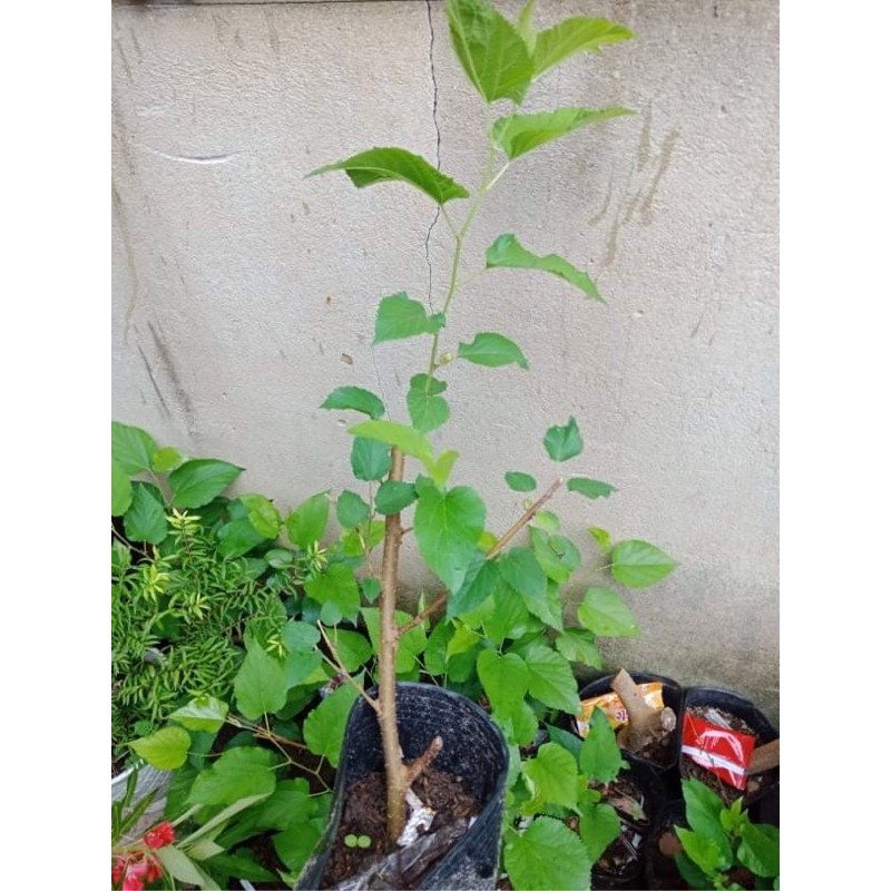 Cây dâu tằm hơn 20cm