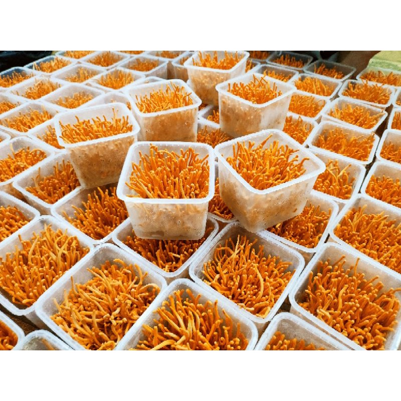 Đông Trùng Hạ Thảo C3 Tươi cao cấp 180g