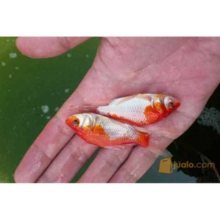 Mô Hình Cá Vàng 6-8cm Trang Trí