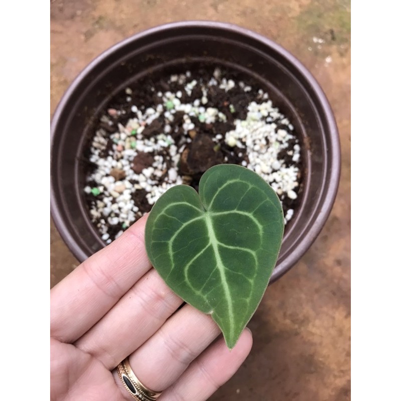 Chậu cứng môn tim- Anthurium clarin.ervium
