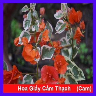 Cây hoa giấy cẩm thạch (màu cam) - cây cảnh để bàn - caykiengsadec
