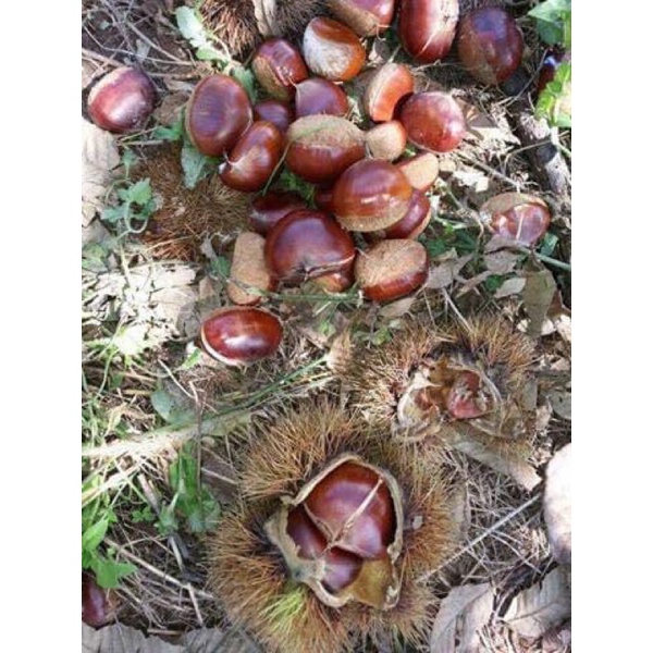 Hạt dẻ tươi Sapa