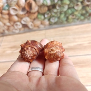 VỎ ỐC ĐÙI GÀ 3 VỎ