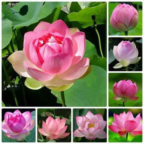 Hạt giống hoa sen ta - sen quê ( Gói 10 hạt ) - Knseeds4