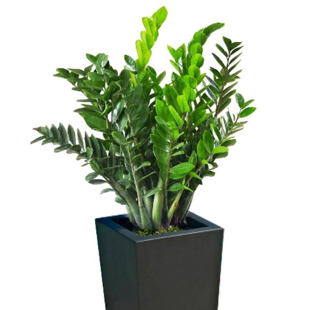 Dinh Dưỡng Thể Hình